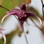 Epimedium 'Phoenix' GM P9 BIO