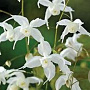 Epimedium 'Arctic Wings' GM P9 BIO