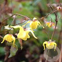 Epimedium davidii 'Goldglanz' GM P9 BIO