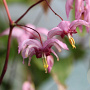 Epimedium 'Enchantress' GM P9 BIO