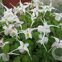 Epimedium grandiflorum 'Nanum' GM P9 BIO