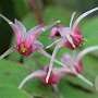 Epimedium 'Pink Champagne' GM P9 BIO