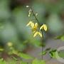 Epimedium platypetalum GM P9 BIO