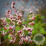 Epimedium pubigerum 'Bluetentanz' GM P9 BIO