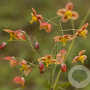 Epimedium pubigerum 'Orangekönigin' GM P9 BIO