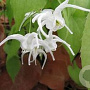 Epimedium sempervirens 'Okuda's white' GM P9 BIO