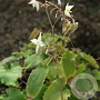 Epimedium stellatum Long Leaf Form GM P9 BIO