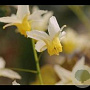 Epimedium 'Totnes Turbo' GM P9 BIO