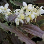 Epimedium wushanense 'Double Cream' GM P9 BIO