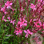Gaura l. 'Graceful Pink' GM P9