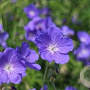 Geranium 'Eureka Blue' GM P9 BIO