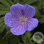 Geranium himalayense 'Irish Blue' GM P9 BIO