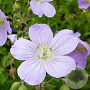Geranium macul. 'Vickie Lynn' GM P9 BIO