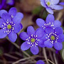 Hepatica nobilis GM P9 BIO