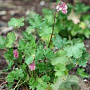 Heuchera rubescens GM P9 BIO