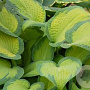 Hosta 'Paul's Glory' GM P9