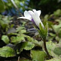 Mazus radicans GM P9 BIO