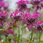 Monarda 'On Parade' GM P9 BIO