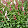 Persicaria affinis GM P9 BIO