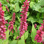 Persicaria a. 'JS Caliente' GM P9 BIO