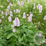 Persicaria bistorta 'Superba' GM P9 BIO