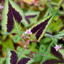 Persicaria microcephala 'Silver Brown' GM P9 BIO