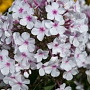 Phlox paniculata 'Nirvana' GM P9 BIO