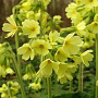 Primula elatior GM P9 BIO