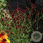 Sanguisorba 'Beetlewings' GM P9 BIO