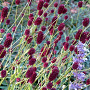 Sanguisorba officinalis 'Lum' GM P9 BIO
