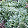 Stachys byzantina 'Big Ears' GM P9 BIO