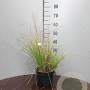 Stipa gigantea GM P9 BIO