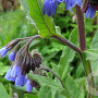 Symphytum caucasicum GM P9 BIO
