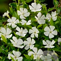 Vinca minor 'Elisa' GM P9 BIO