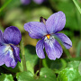 Viola odorata GM P9 BIO