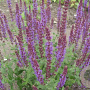 Salvia nemorosa 'Senior' GM P9 BIO