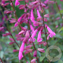 Salvia Pink Amistad GM P9 BIO