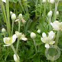 Anemone cylindrica GM P9 BIO