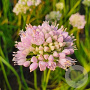 Allium 'Suger Melt' GM P9 BIO