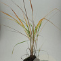Calamagrostis acutiflora 'Karl Foerster' GM P9 BIO