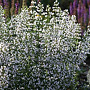 Calamintha nepeta 'Triumphator' GM P9 BIO