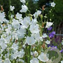 Campanula persicifolia 'Alba' GM P9 BIO