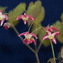 Epimedium grandiflorum 'Red Beauty' GM P9 BIO