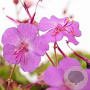 Geranium cantabrigiense 'Karmina' GM P9 BIO