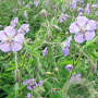Geranium phaeum 'Walkure' GM P9 BIO