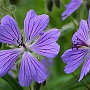 Geranium renardii 'Stephanie' GM P9 BIO
