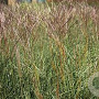 Miscanthus sinensis 'Kleine Silbersp. ' GM P9 BIO