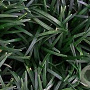 Ophiopogon japonicus 'Minor' GM P9 BIO