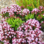 Origanum vulgare 'Compactum' GM P9 BIO