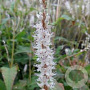 Persicaria amplexicaulis 'Alba' GM P9 BIO
